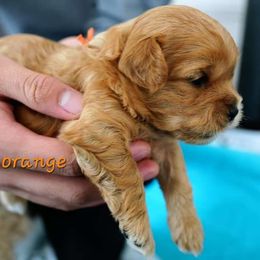 Orange female - Brown female Shihpoo puppy in Williamsville, New York from Nell’s Doodle & Dolls