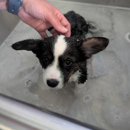 Nash (Yellow collar) - Black and white male American Corgi puppy in Omaha, Arkansas from DnD Corgis