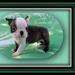 Boy 1-Tuffy - Black brindle and white male Boston Terrier puppy in North Central, Vermont from Windy Valley’s Bostons