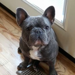 Atticus - French Bulldog