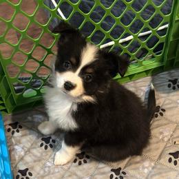 Black tri female 1 - Black tri female Toy Australian Shepherd puppy in Corydon, Indiana from Arbuckle’s Lookin Good Aussies (LGA)