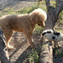 Poodle Puppies from Deblyns Poodles