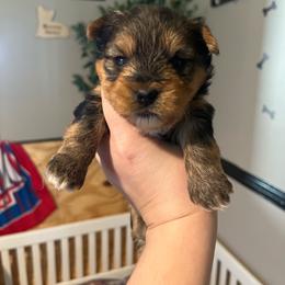 Babyface - Black and tan male Yorkshire Terrier puppy in Beavercreek, Ohio from The Yorkie Den, LLC