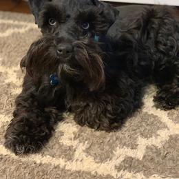 Rip - Miniature Schnauzer