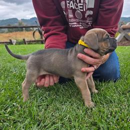 Yellow collar - Chestnut brindle female Cane Corso puppy in Springfield, Oregon from PNW Cane Corsos