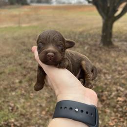 Twix - Brown white and tan male Cockapoo puppy in Albany, Kentucky from Windy Pines Farm