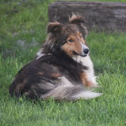 Mya - Shetland Sheepdog