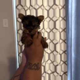 KELO JR - Black and tan male Yorkshire Terrier puppy in Columbia, Missouri from Keonia's Yorkshire Terriers