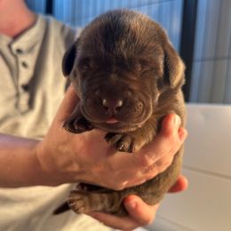 Orange Girl - Chocolate female Labrador Retriever puppy in Rock Hill, South Carolina from North Star Retrievers