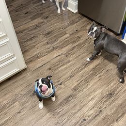 Boston Terrier Puppies from Bonze Boston Terriers