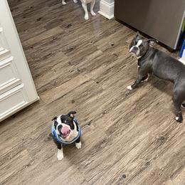 Boston Terrier Puppies from Bonze Boston Terriers