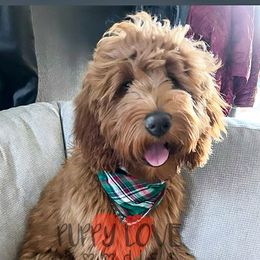 Aussiedoodles, Bernedoodles, Cockapoos, and Goldendoodles from Puppy Love Doodles