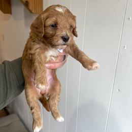 Hazel - Red female Cavapoo puppy in Sugarcreek, Ohio from True Hearted Doodles