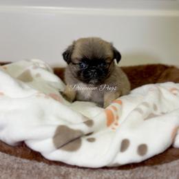 Charlie - Fawn male Pug puppy in Shady Hills, Florida from Premium Pugs