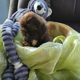 Pookie Bear - Chocolate and tan male Shih Tzu puppy in Cartersville, Georgia from 100 Acre Woods Shih Tzu Plantation