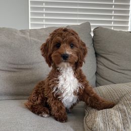 Foxy 3,000 - Red  female Goldendoodle puppy in Eagle Mountain, Utah from Lady Paws Puppies