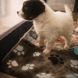 Papillon Puppies from Wendy’s Wings