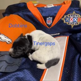 Dobbins - Black roan female German Shorthaired Pointer puppy in Jackson, Georgia from Tiner GSP’s LLC