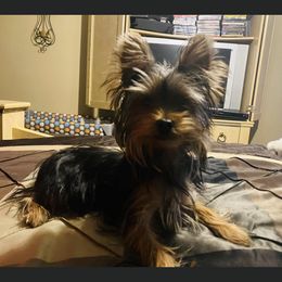 Bentley - Yorkshire Terrier