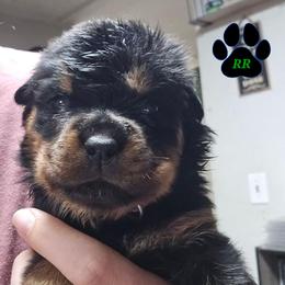 Lilac - Black and mahogany female Rottweiler puppy in Tangent, Oregon from Raya's Royals