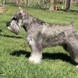 Miniature Schnauzers from Vaquera Miniature Schnauzers