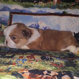 PHOENIX - Red and white male Shih Tzu puppy in Los Banos And Bay Area, California from Shantii's Shih Tzu's