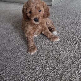 Bubbles - Red  female Goldendoodle puppy in Fort Myers, Florida from Gandy’s Tails of Joy
