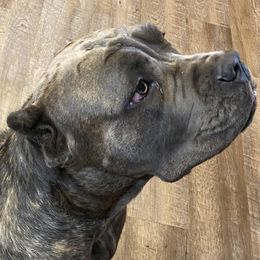 CLEO - Cane Corso