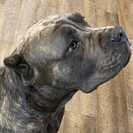 CLEO - Cane Corso