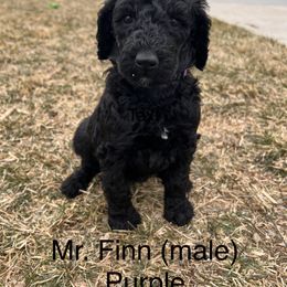 Mr Finn - Black Poodle puppy in Riverton, Utah from Stormy Skye Poodles