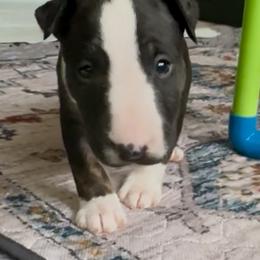 D.O.G. - Black brindle and white male Bull Terrier puppy in Springfield, Ohio from Lynn Hill Bull Terriers