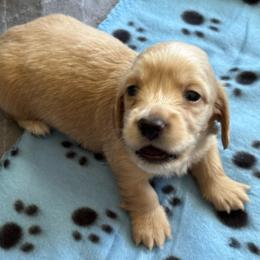 Boy 1 - Cream male Dachshund puppy in Jackson, Mississippi from Doxies Galore