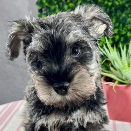 Giant Schnauzer and Miniature Schnauzer Puppies from My Angel Schnauzers