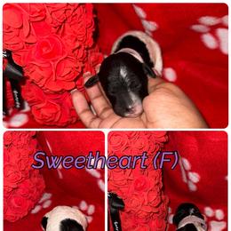Sweetheart - Parti female Poodle puppy in League City, Texas from Chauffeured Poodles