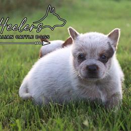 Gypsy - Red speckled female Australian Cattle Dog puppy in Waxahachie, Texas from MC Heelers