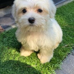 Tan - White male Maltese puppy in Massachusetts from Happy Tail Yorkies and Maltese