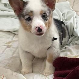 Pembroke Welsh Corgi Puppies from Cartee Corgis