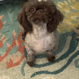 Shih Tzu puppies from Mosley Shih Tzu