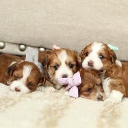 Havapoo puppies from Lady Paws Puppies