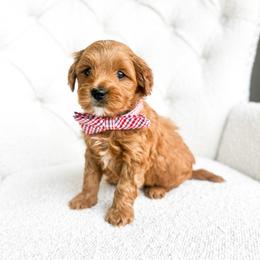 Howard - Red  male Goldendoodle puppy in Sterling, Illinois from Charley's Goldendoodles