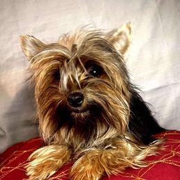 O'Lena - Yorkshire Terrier