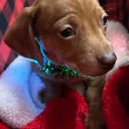 Dachshunds from Byrd’s Doxies