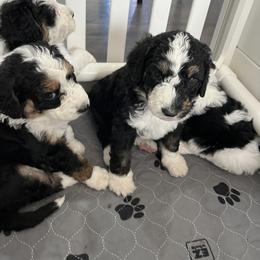 Bernedoodle Puppies from SoCal Bernedoodles