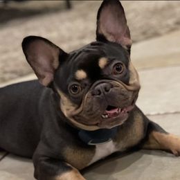 Lulu - French Bulldog