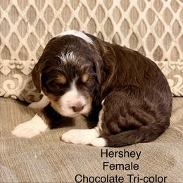 Hershey - Tri-color female Bernedoodle puppy in Royse City, Texas from Platinum Bernedoodles of Texas