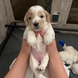 Basil - Red roan female Cockapoo puppy in Colorado Springs, Colorado from Colorado Cockapoos