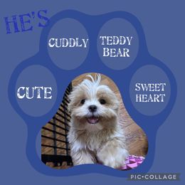 Shih Tzu Puppies from Spunky Shih-Tzus