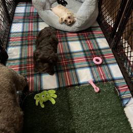 Miniature Schnauzer Puppies from Chiquiticos Shnauzers
