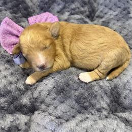 Girl 2 - Apricot female Cavapoo puppy in Nampa,, Idaho from Clig Doodle Days