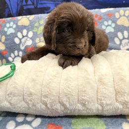 Loki - Brown male Newfoundland puppy in Silver Creek, New York from Boo N’ Bubs Newfoundlands